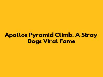 Apollo's Pyramid Climb: A Stray Dog's Viral Fame