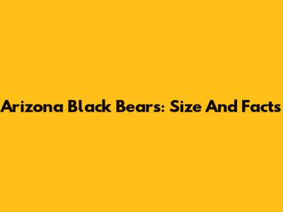 Arizona Black Bears: Size And Facts