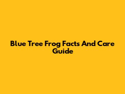 Blue Tree Frog Facts And Care Guide