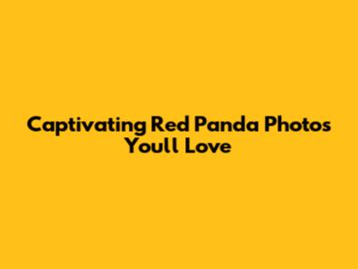 Captivating Red Panda Photos You'll Love