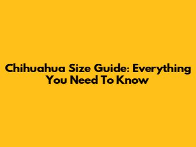 Chihuahua Size Guide: Everything You Need To Know