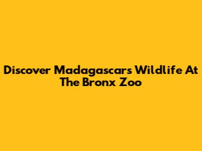 Discover Madagascar's Wildlife At The Bronx Zoo