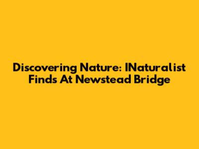 Discovering Nature: INaturalist Finds At Newstead Bridge