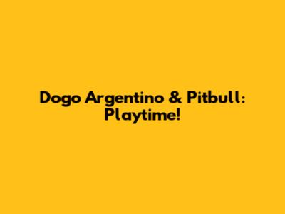 Dogo Argentino & Pitbull: Playtime!