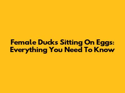 Female Ducks Sitting On Eggs: Everything You Need To Know