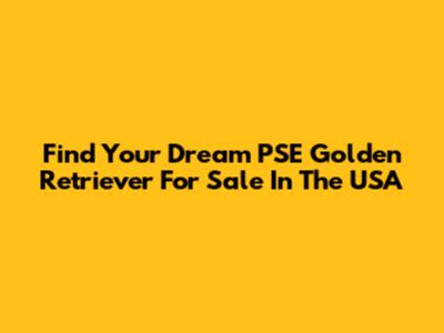 Find Your Dream PSE Golden Retriever For Sale In The USA