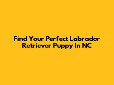 Find Your Perfect Labrador Retriever Puppy In NC