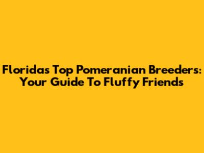 Florida's Top Pomeranian Breeders: Your Guide To Fluffy Friends
