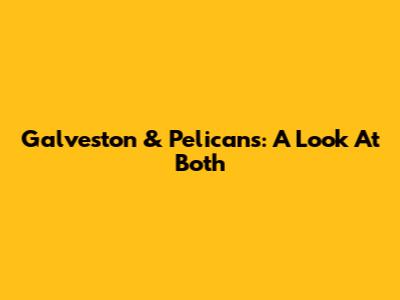 Galveston & Pelicans: A Look At Both