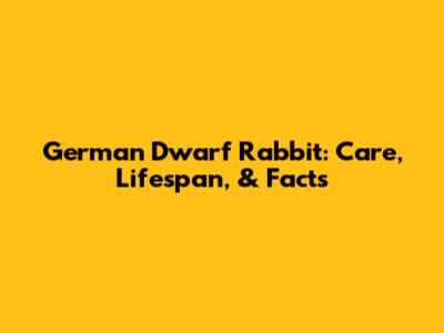 German Dwarf Rabbit: Care, Lifespan, & Facts