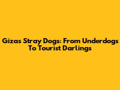 Giza's Stray Dogs: From Underdogs To Tourist Darlings