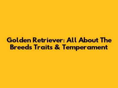 Golden Retriever: All About The Breed's Traits & Temperament