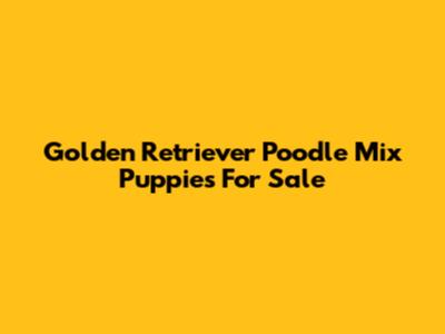 Golden Retriever Poodle Mix Puppies For Sale