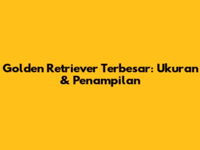 Golden Retriever Terbesar: Ukuran & Penampilan