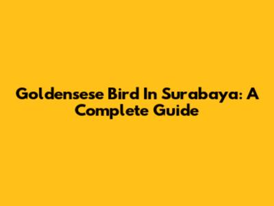 Goldensese Bird In Surabaya: A Complete Guide