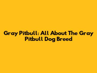 Gray Pitbull: All About The Gray Pitbull Dog Breed