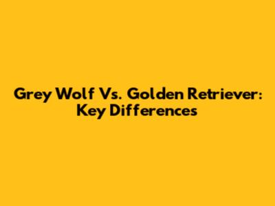 Grey Wolf Vs. Golden Retriever: Key Differences