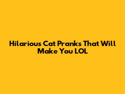 Hilarious Cat Pranks That Will Make You LOL