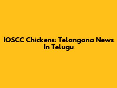 IOSCC Chickens: Telangana News In Telugu