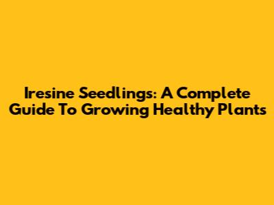 Iresine Seedlings: A Complete Guide To Growing Healthy Plants