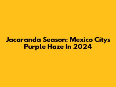Jacaranda Season: Mexico City's Purple Haze In 2024