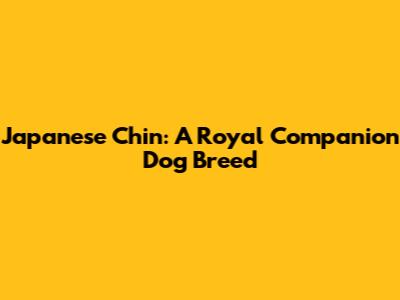 Japanese Chin: A Royal Companion Dog Breed