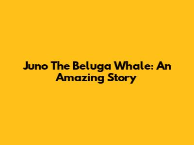 Juno The Beluga Whale: An Amazing Story