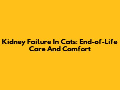 Kidney Failure In Cats: End-of-Life Care And Comfort
