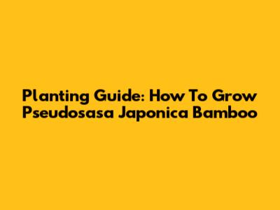 Planting Guide: How To Grow Pseudosasa Japonica Bamboo