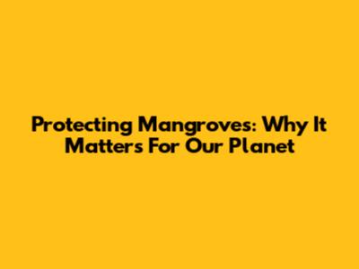Protecting Mangroves: Why It Matters For Our Planet