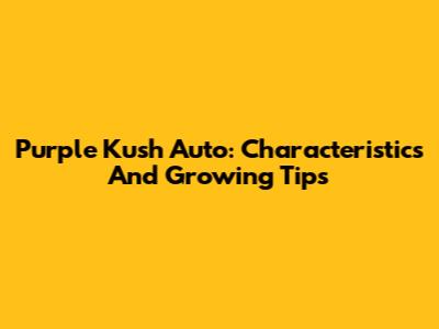 Purple Kush Auto: Characteristics And Growing Tips