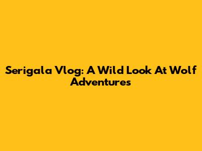 Serigala Vlog: A Wild Look At Wolf Adventures