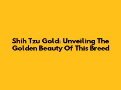 Shih Tzu Gold: Unveiling The Golden Beauty Of This Breed