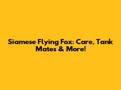 Siamese Flying Fox: Care, Tank Mates & More!