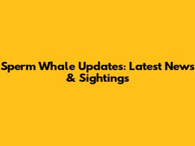 Sperm Whale Updates: Latest News & Sightings
