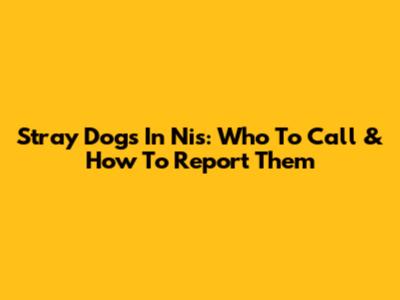 Stray Dogs In Nis: Who To Call & How To Report Them