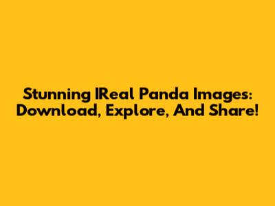 Stunning IReal Panda Images: Download, Explore, And Share!