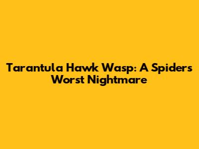 Tarantula Hawk Wasp: A Spider's Worst Nightmare