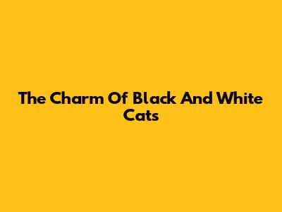 The Charm Of Black And White Cats