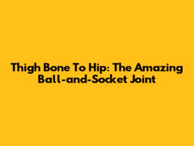 Thigh Bone To Hip: The Amazing Ball-and-Socket Joint