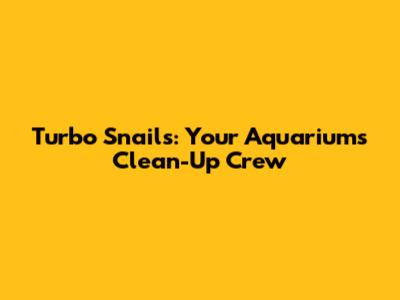 Turbo Snails: Your Aquarium's Clean-Up Crew