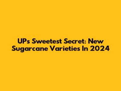 UP's Sweetest Secret: New Sugarcane Varieties In 2024